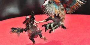 Bí Kíp Cách Chơi Đá Gà Sabong Tại DP568 Kiếm Tiền Tỷ