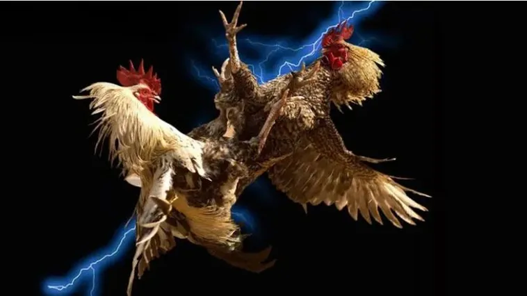 Trải Nghiệm Sảnh Cược Đá Gà DP568 Đỉnh Cao Thưởng Vô Hạn